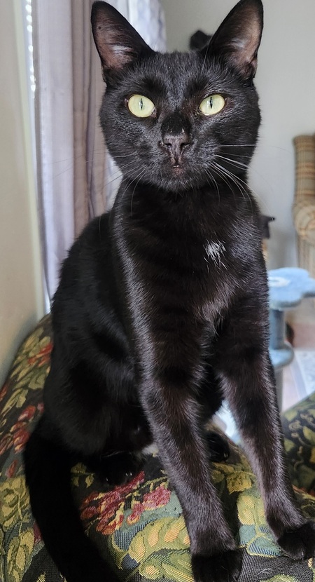 Entry image for Cobweb. Clicking this image will show a larger photo