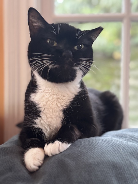 Entry image for Boots. Clicking this image will show a larger photo