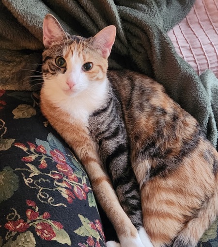 Entry image for Bella Cinderella . Clicking this image will show a larger photo