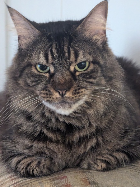 Entry image for Smokey Ham. Clicking this image will show a larger photo