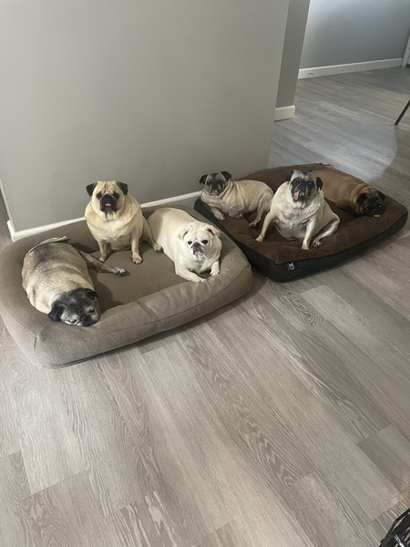Ozzy, Butters, Gadget, Jemma, Mugsy & Bosco