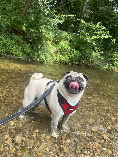 Biscuit 