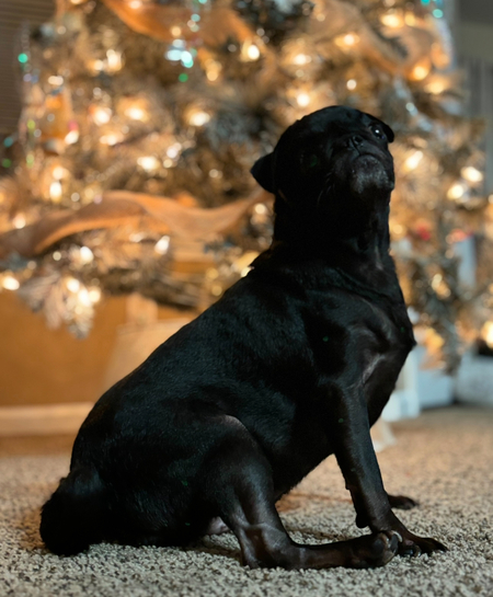 Bella 