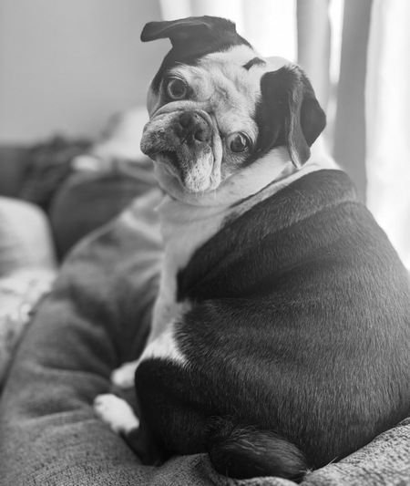 Daisy 