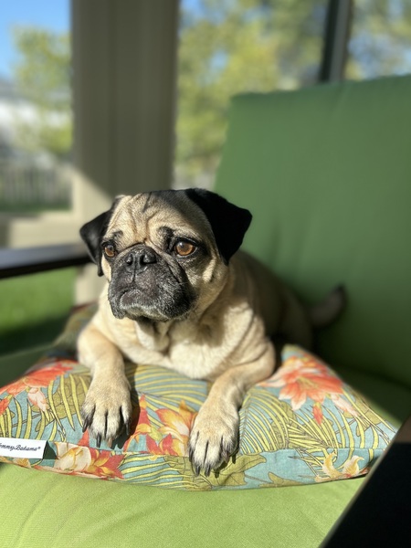 Peanut (Peanut Butter Kisses)