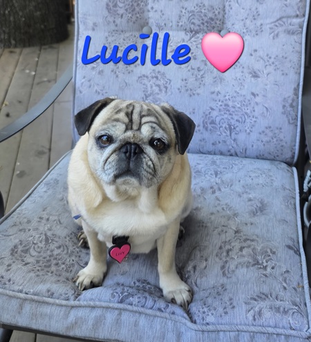 Lucille 