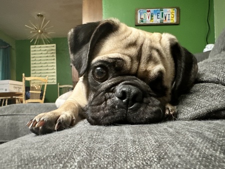Ziggy