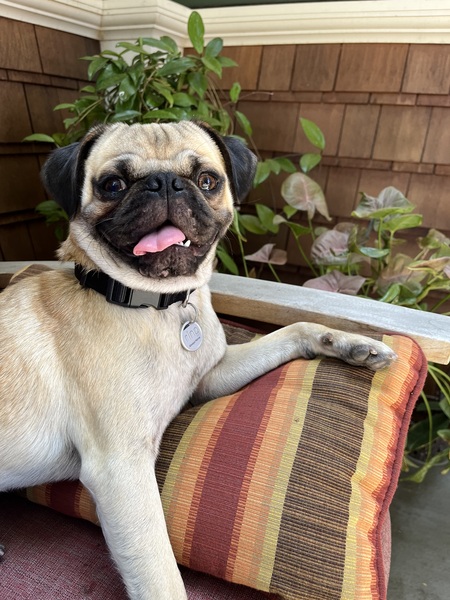 Rufus