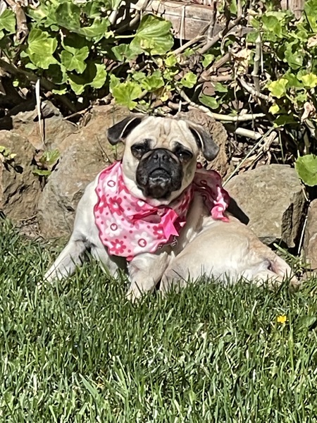 Missy Gucci