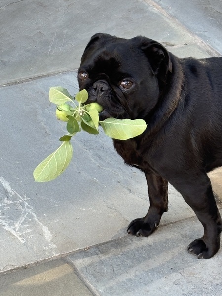 Otis