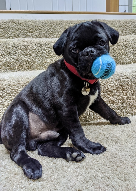 Georgie