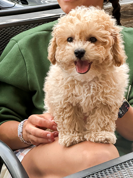 Ted