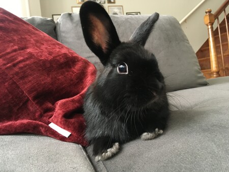 Beelzebun