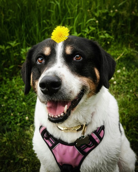 Lila