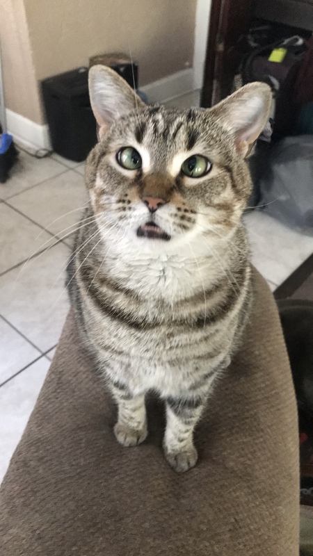 Rafiki