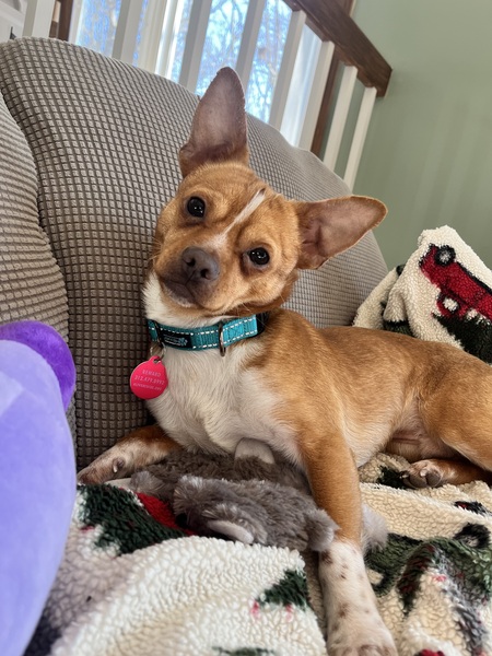 Mojo