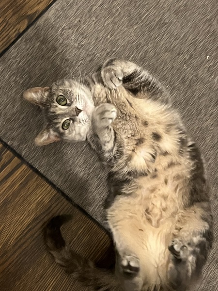 Zelda
