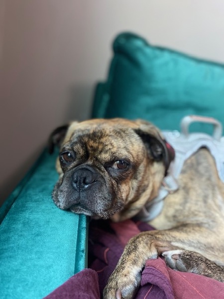 Archie