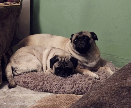 Hai Hai & Mayzee