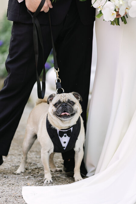 Edgar Allan Pug 