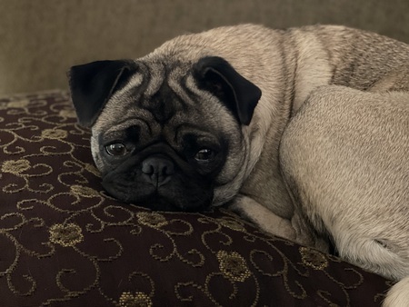 Echo