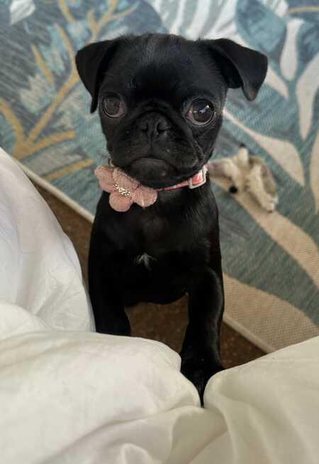 Midge