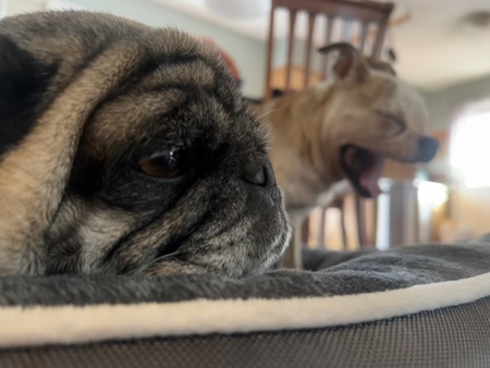 Darla & Millie