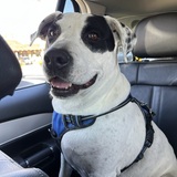 Entry image for Buddy