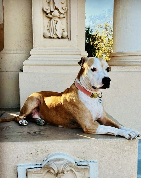 Entry image for Shanti. Clicking this image will show a larger photo