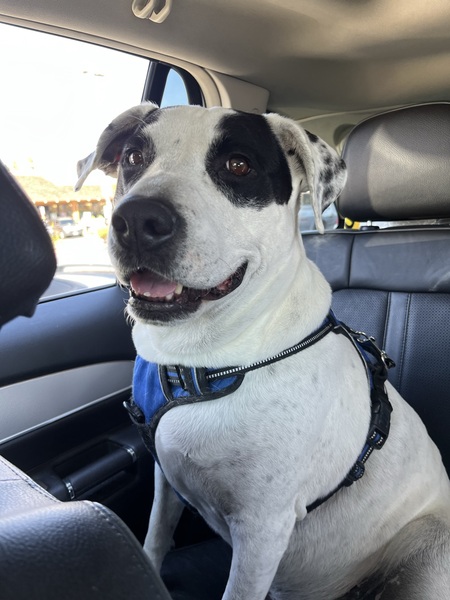 Entry image for Buddy. Clicking this image will show a larger photo