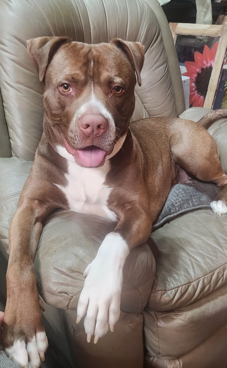 Entry image for Milo. Clicking this image will show a larger photo