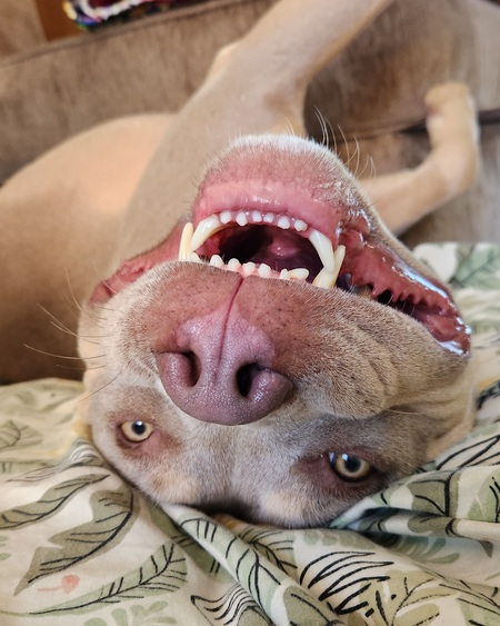 Entry image for Pax. Clicking this image will show a larger photo