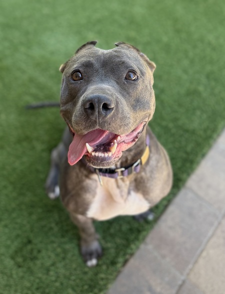 Entry image for Stormy. Clicking this image will show a larger photo