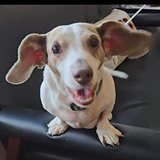 Entry image for Bean