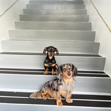 Entry image for Meatball and Duke