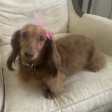 Entry image for Maisie