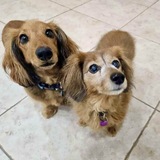Entry image for Cooper and Daisy 