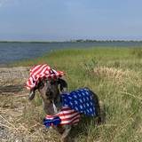 Entry image for Rocky