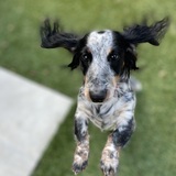 Entry image for Evie