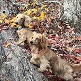 Entry image for Zoey and Beau