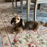 Entry image for Daisy 
