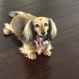 Entry image for Lucy 