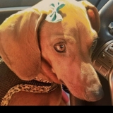 Entry image for PENELOPE 