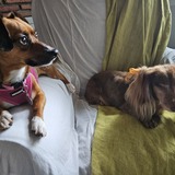 Entry image for Socks and Olivia