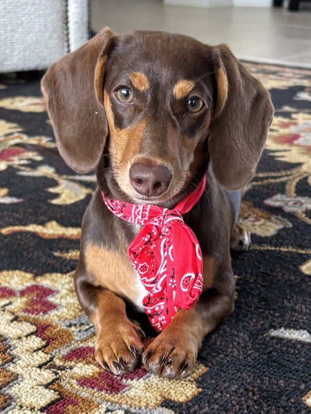 Reba