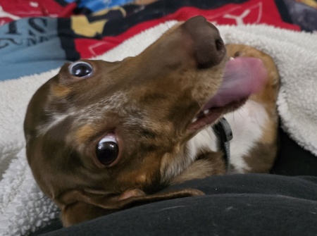 Buddy