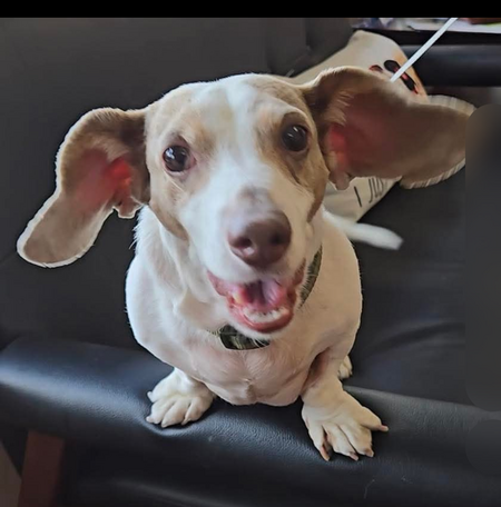 Entry image for Bean. Clicking this image will show a larger photo