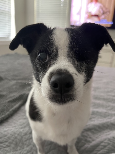 Gigi