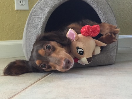 Bailee