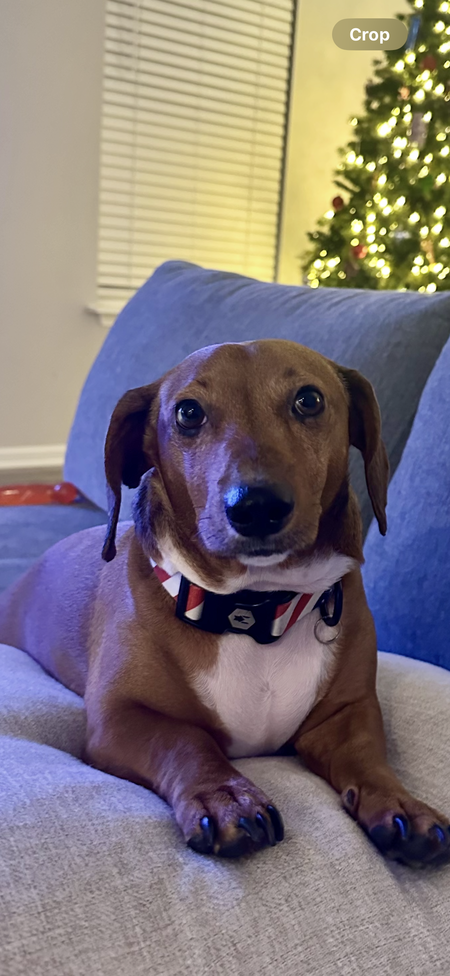 Toby